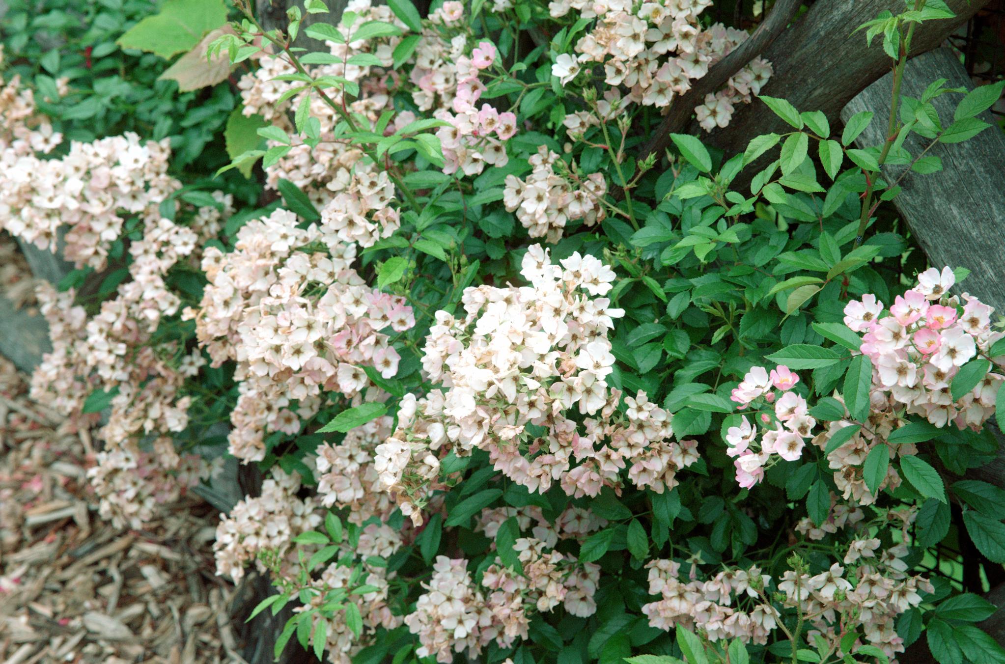 c2_L1011348.jpg